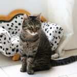 Hypnose-Coaching bei Burnout: Wie Sie Ihre Wahrnehmung und Kommunikation verbessern können