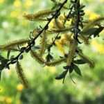 Die Bedeutung der Hypnose in der ganzheitlichen Behandlung von Bulimie