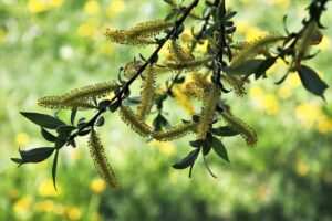 Die Bedeutung der Hypnose in der ganzheitlichen Behandlung von Bulimie