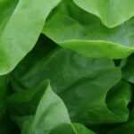 Veränderungen beginnen im Kopf: Wie Hypnose beim Abnehmen helfen kann