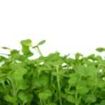 Mit Hypnose zum gesunden Essverhalten: Wie Sie Ihre Ernährung nachhaltig umstellen können