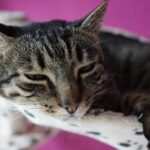 Hypnose und Achtsamkeit im Einklang: Wie Sie Ihre Ziele gezielt und entspannt erreichen können