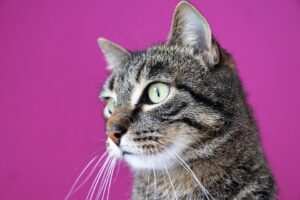 Psychotherapie und Hypnose bei Burnout: Eine optimale Kombination