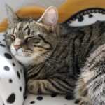 Hypnose gegen Burnout: Effektive Methoden zur Aktivierung der Selbstheilungskräfte