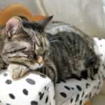 Hypnose gegen Anspannung und Nervosität – Entdecke die Kraft der inneren Ruhe.