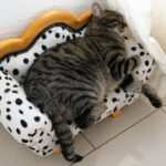 Hypnose als Mittel zum Selbstmanagement: So verbessern Sie Ihre Produktivität