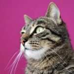 Gesundheit durch Hypnose: Wie positive Affirmationen Ihre körperliche und geistige Gesundheit verbessern können