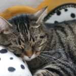 Wie Hypnotherapie bei Burnout-Syndrom wirkt: Erfolgsbeispiele aus der Praxis.