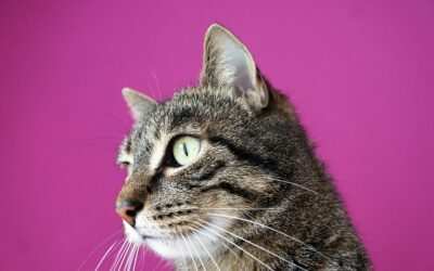 Hypnose als Weg zu mehr Selbstbewusstsein und einem positiven Mindset