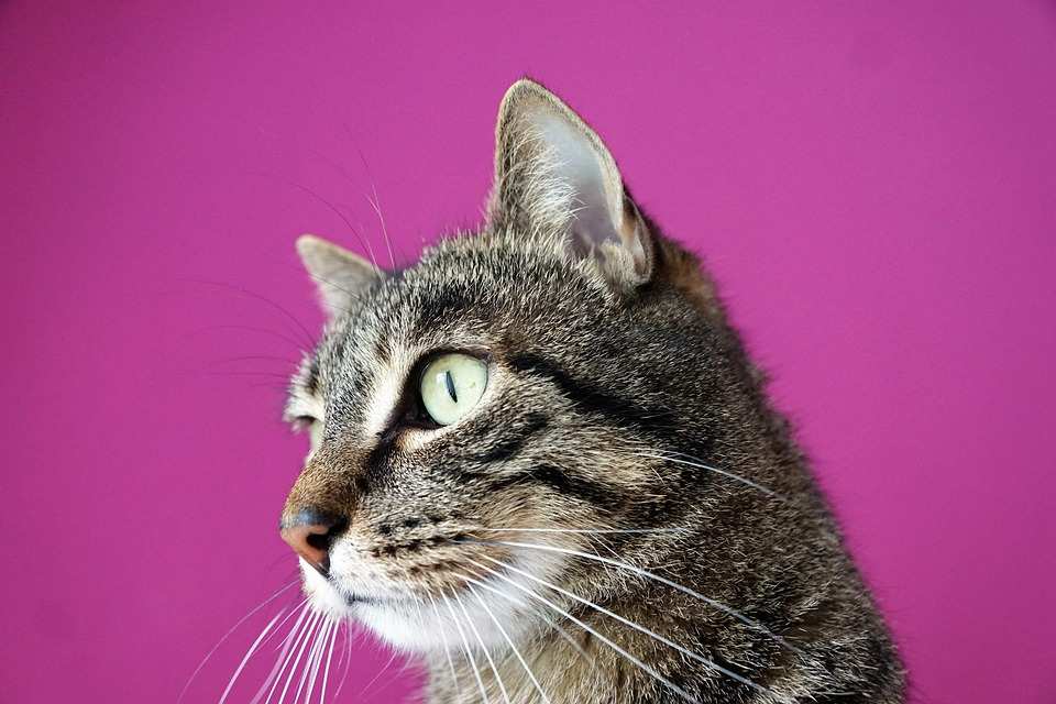 cat-2356025_960_720.jpg burnout