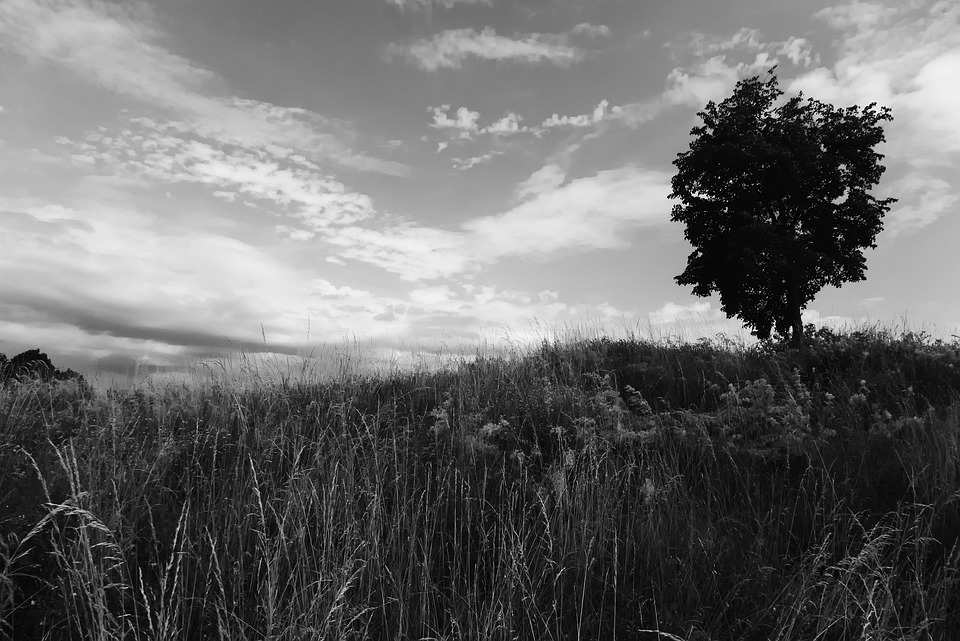 tree-5317563_960_720.jpg burnout